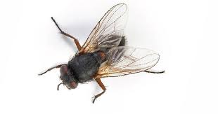 Kara Sinek İlaçlama