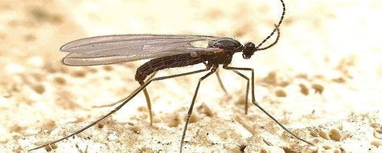 Tatarcık İlaçlama