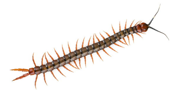 Kırkayak İlaçlama